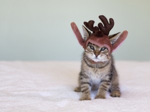Yes, it's a Christmas kitten. Well this is the internet. Designed to share knowledge. And pictures of kittens.